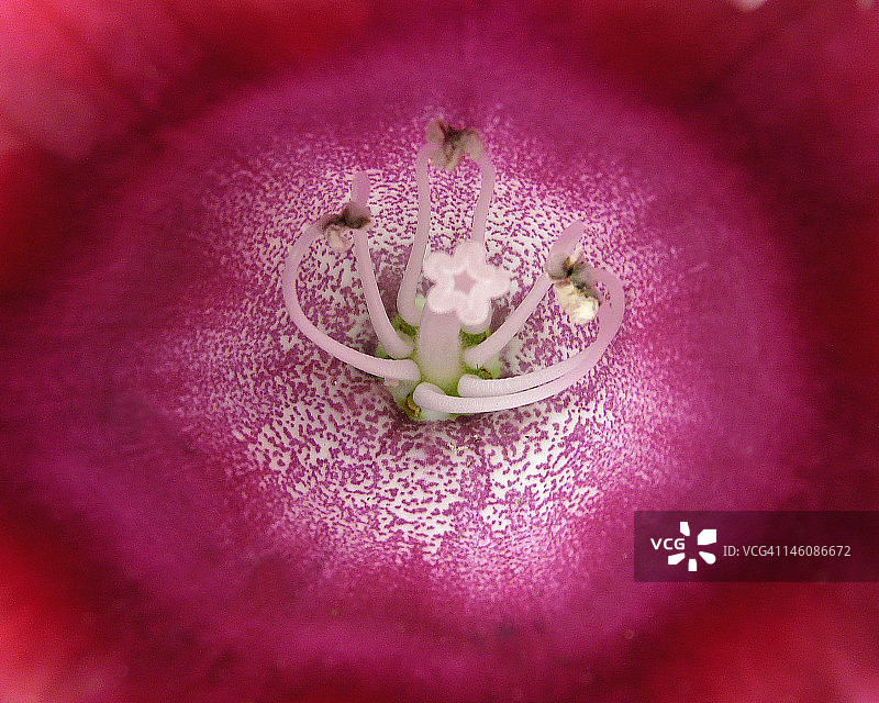 大岩桐图片素材