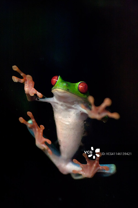 哥斯达黎加绿蛙图片素材