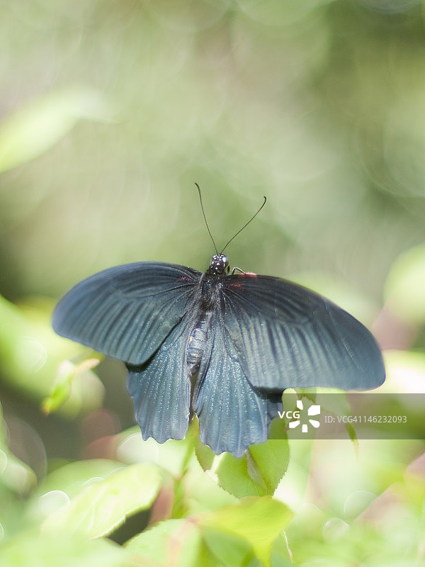 大木 Mormon凤蝶图片素材