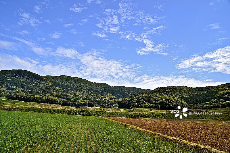 彩色稻田图片素材