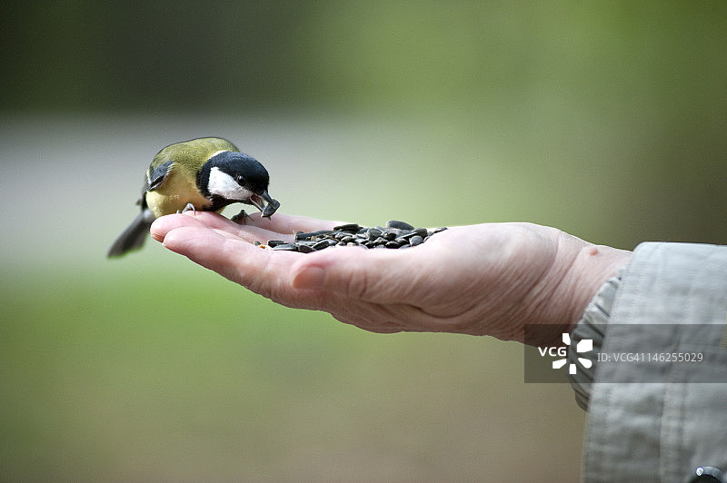 山雀（Parus）图片素材