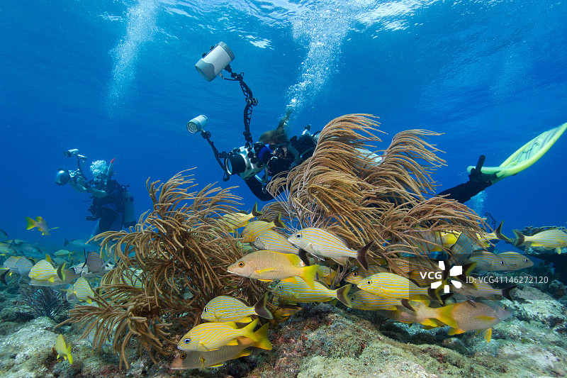 珊瑚礁上的摄影师图片素材