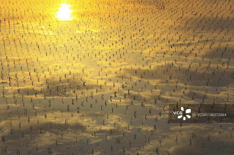 农田中水面上阳光的倒影图片素材