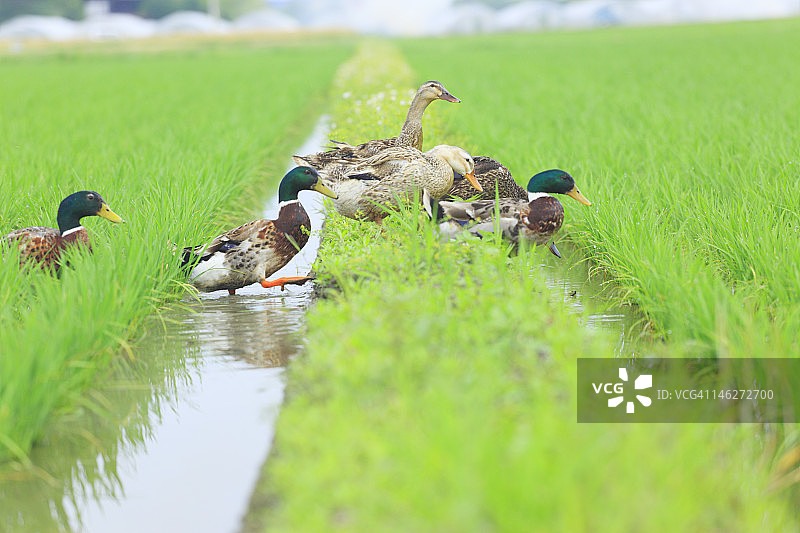 稻田里的鸭子图片素材