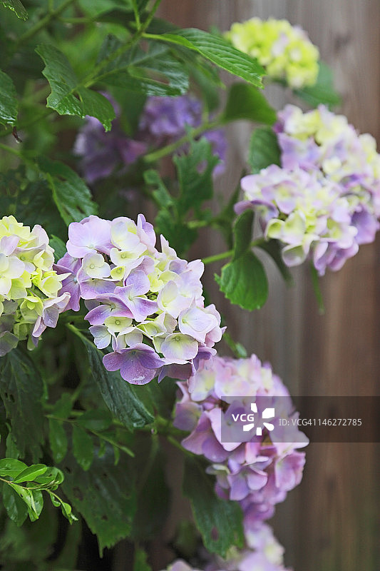 花卉植物特写图片素材