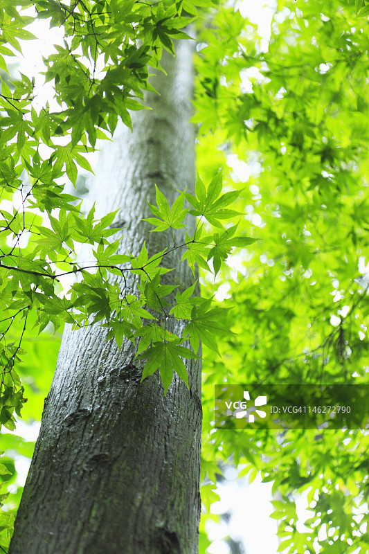树木的仰视角度照片图片素材