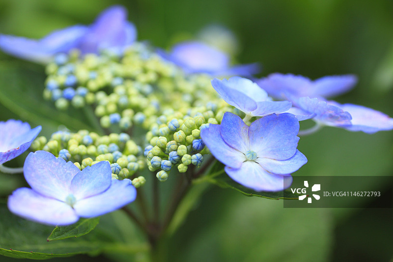 蓝色花朵特写图片素材