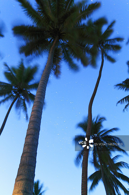 仰视棕榈树图片素材