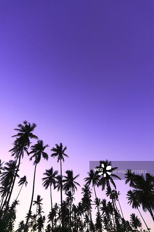 傍晚棕榈树的仰视角度图片素材