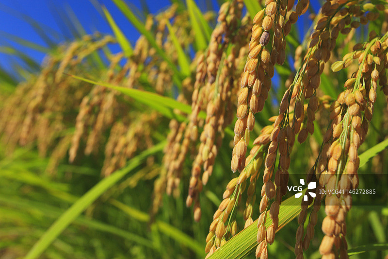 收割的麦田特写图片素材