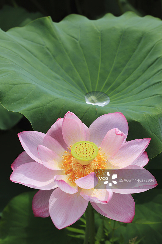 叶片积水的睡莲特写图片素材