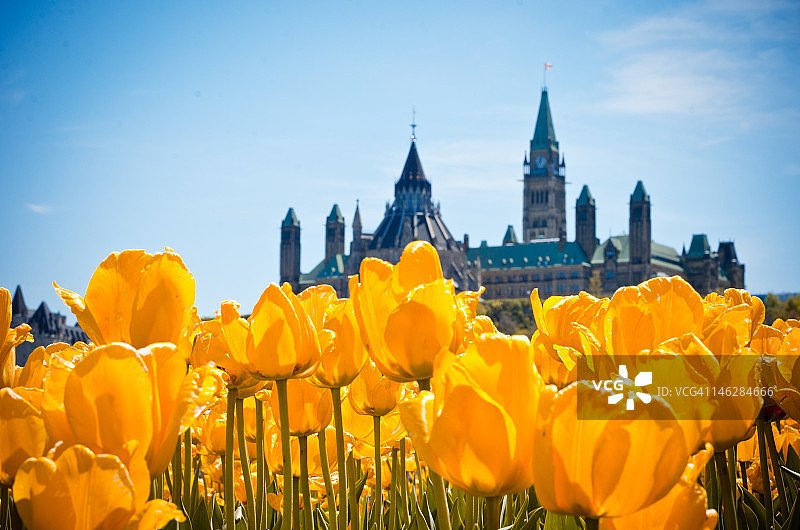 郁金香掩映下的议会大厦图片素材