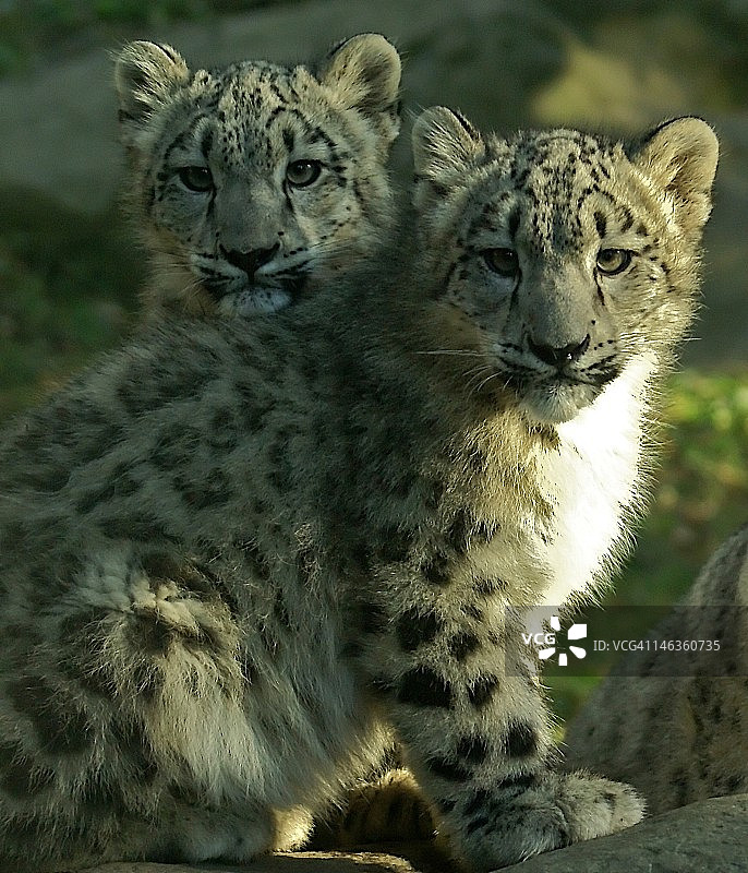 雪豹幼崽图片素材