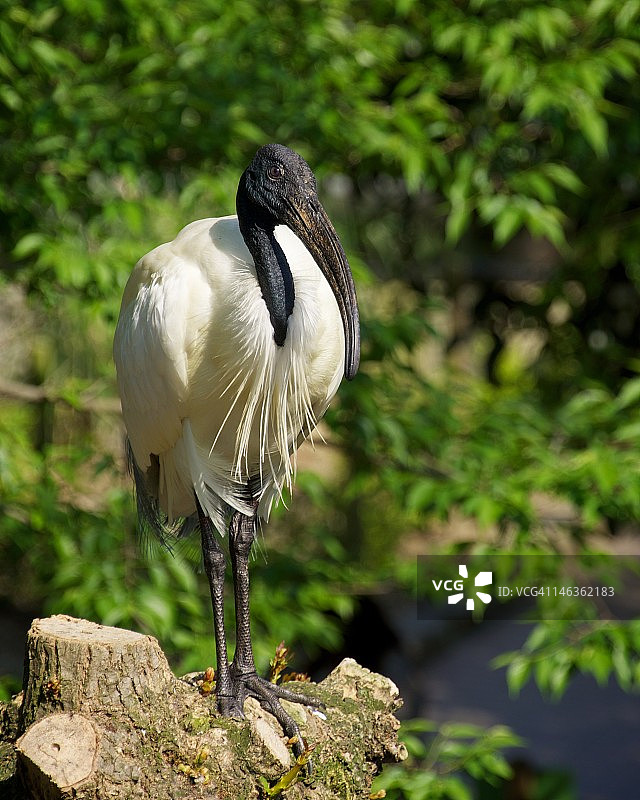 栖息在树桩上的黑头朱鹭图片素材