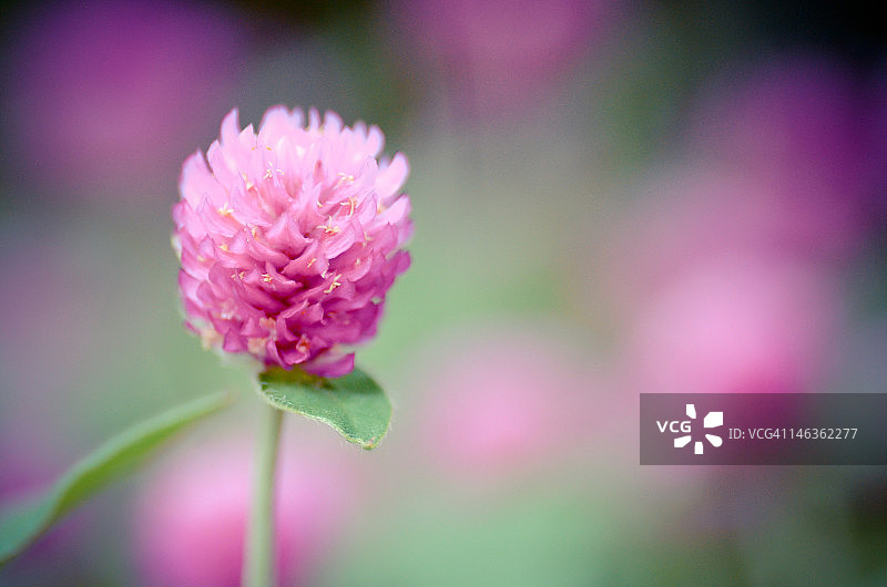 粉色花朵特写图片素材