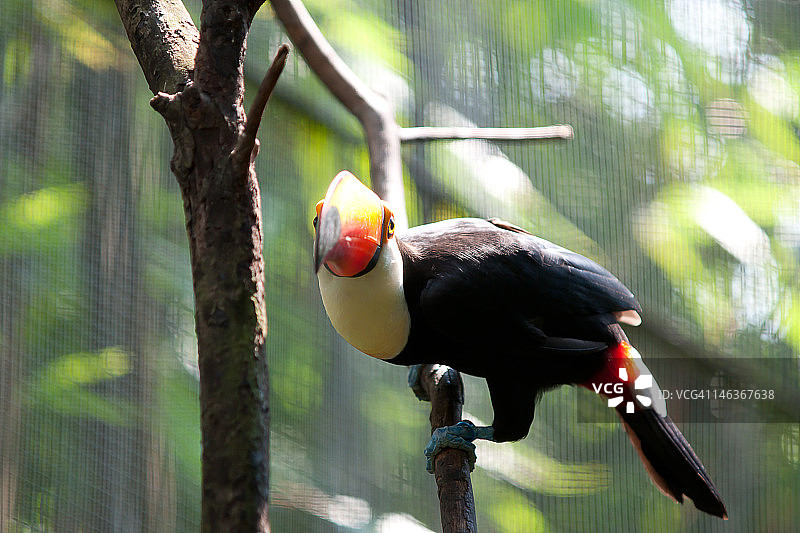 巨嘴鸟图片素材