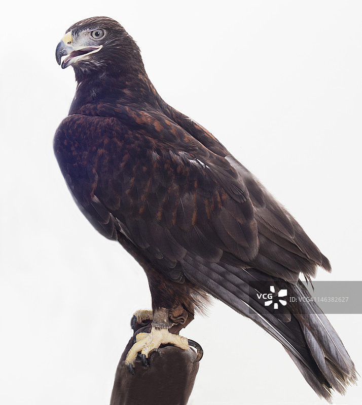 铁色鹰栖息在栖木上图片素材