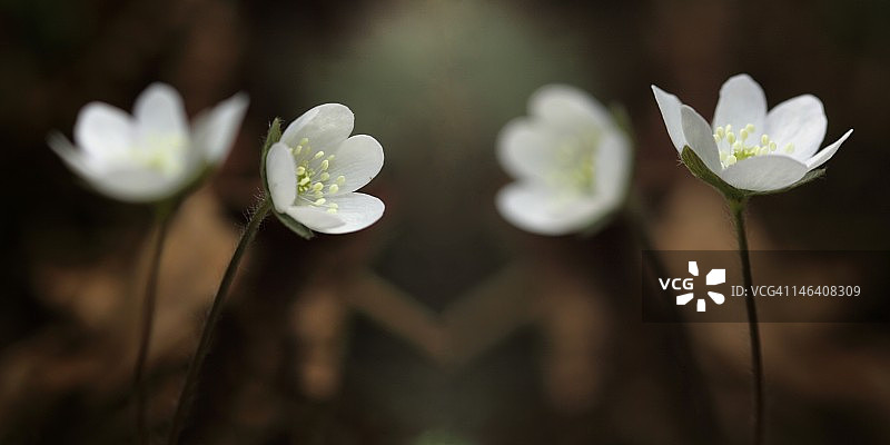 奇异的镜子图片素材