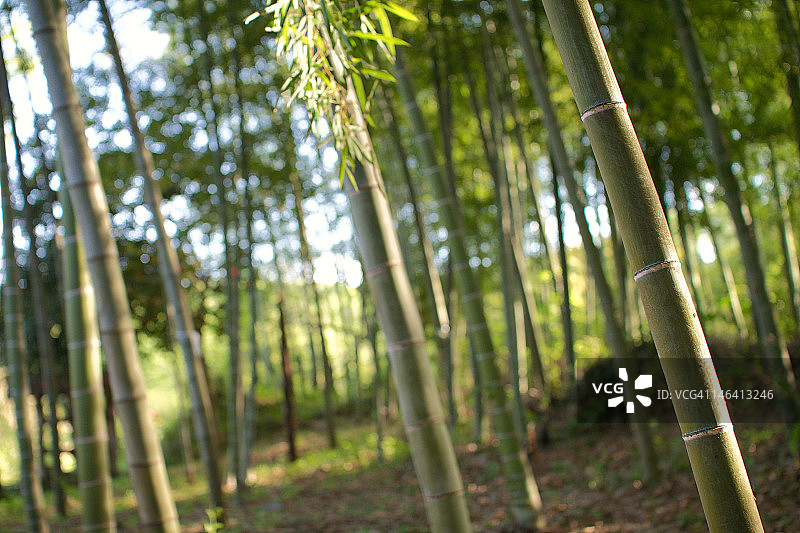 竹林图片素材