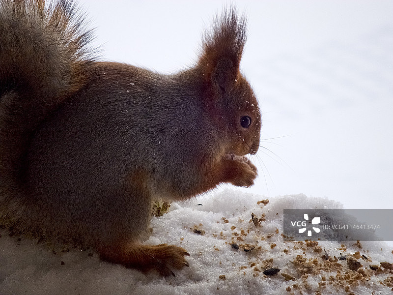冬季的红松鼠图片素材