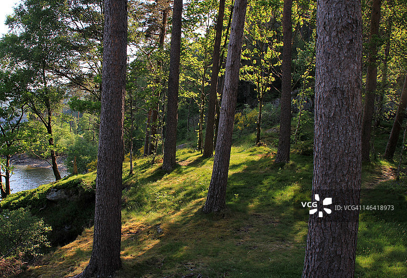瑟尔米尔湖林地图片素材