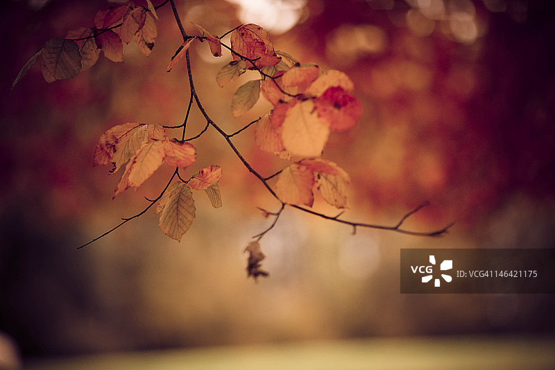 秋天的铜山毛榉叶图片素材