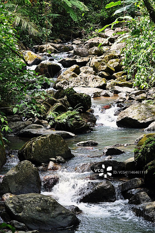 波多黎各云雀雨林图片素材
