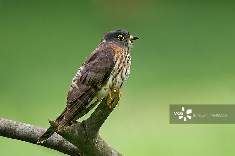 中杜鹃图片素材