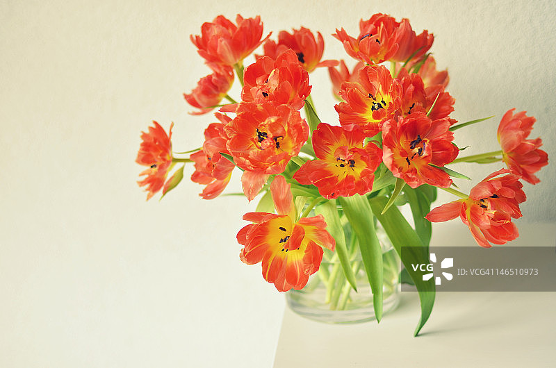 一束荷兰郁金香图片素材