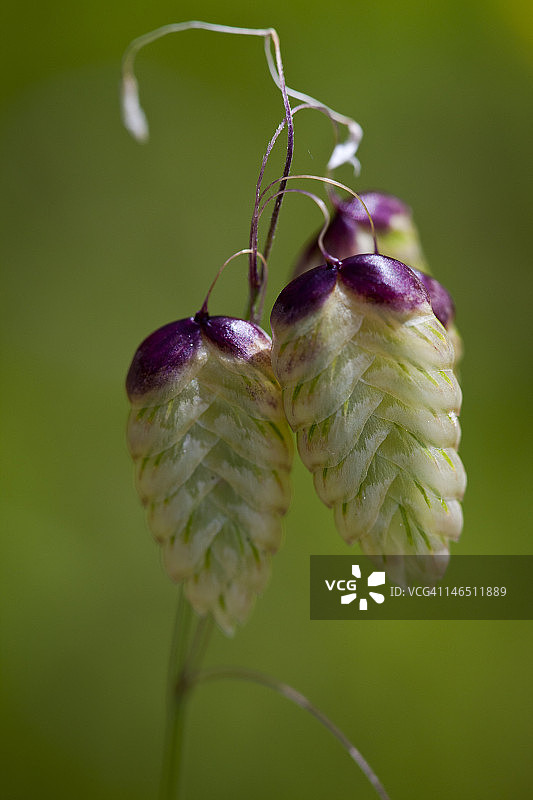 彩色花朵图片素材