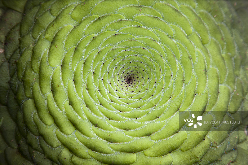 绿色的莲花掌特写图片素材