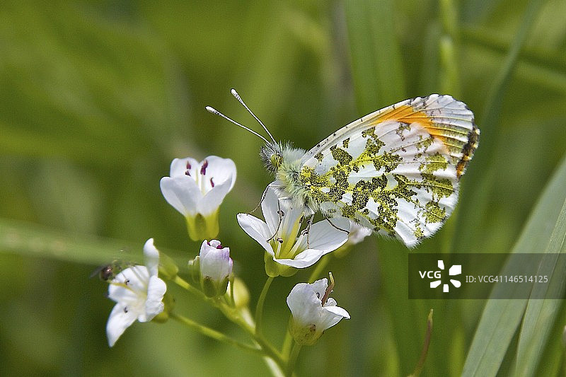 欧亚粉蝶图片素材