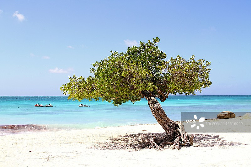 巴拿树图片素材