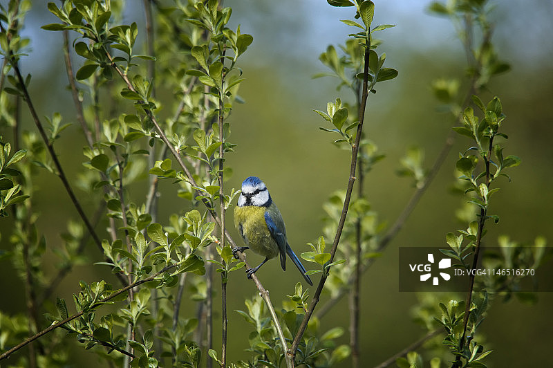 自然栖息地的蓝山雀图片素材
