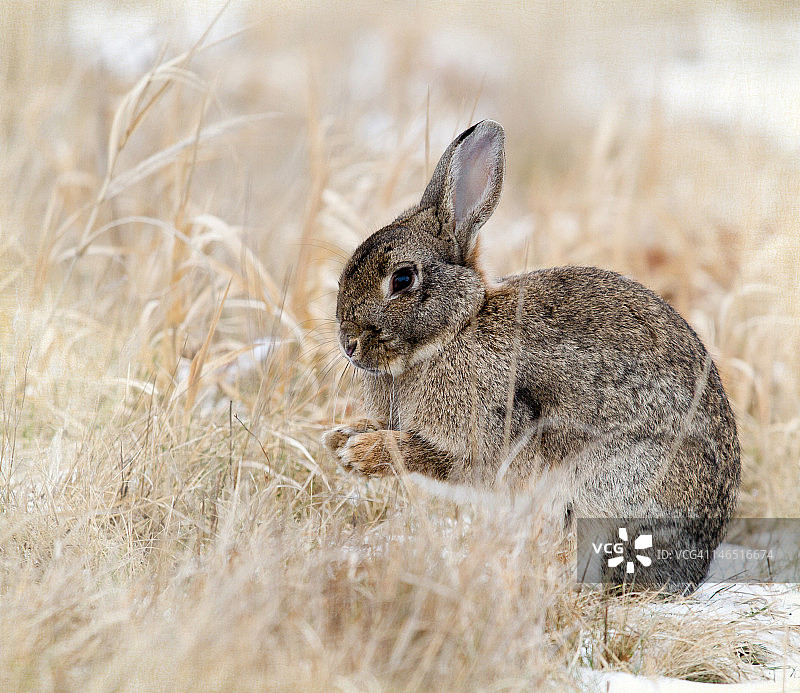 雪地与枯草中的野兔图片素材