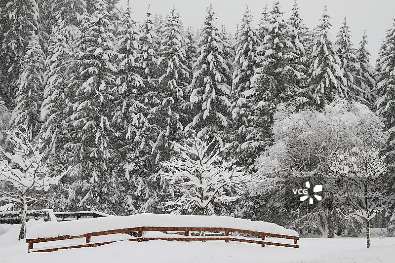 冰冻森林图片素材