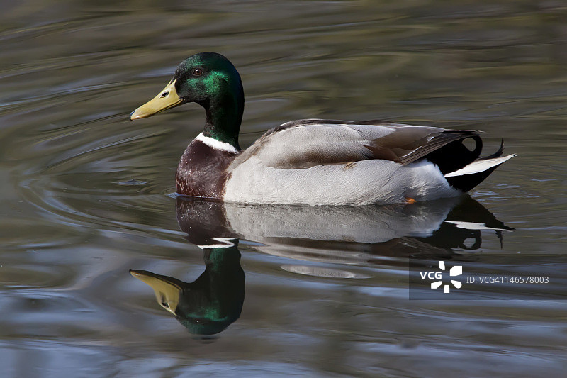 水中倒影里的绿头鸭图片素材