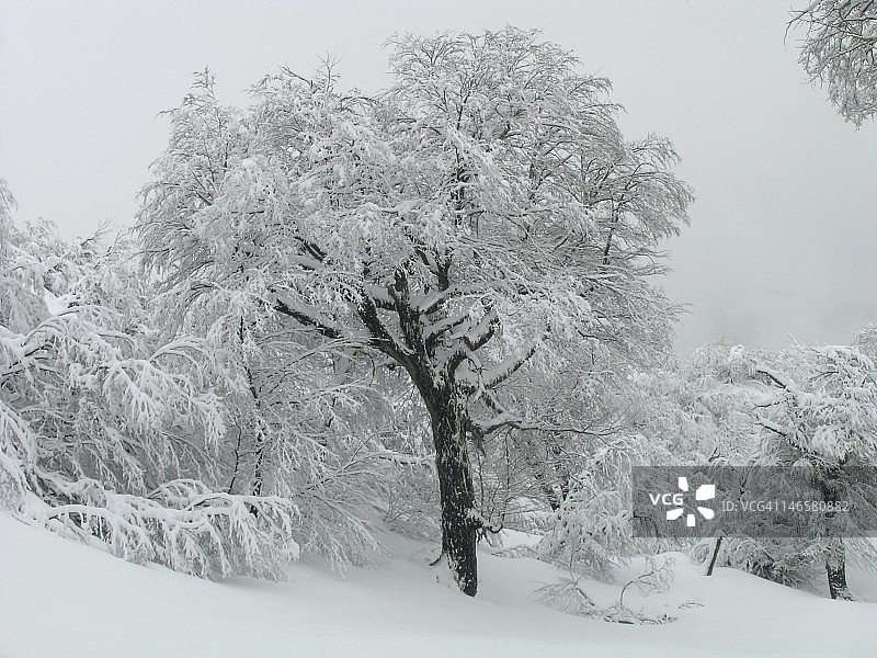 冬天的树图片素材