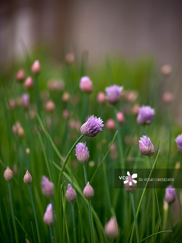 细香葱开花图片素材