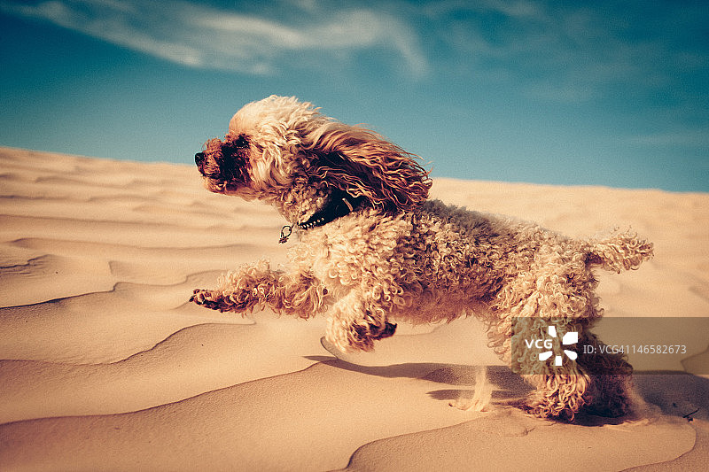 沙丘上奔跑的贵宾犬图片素材
