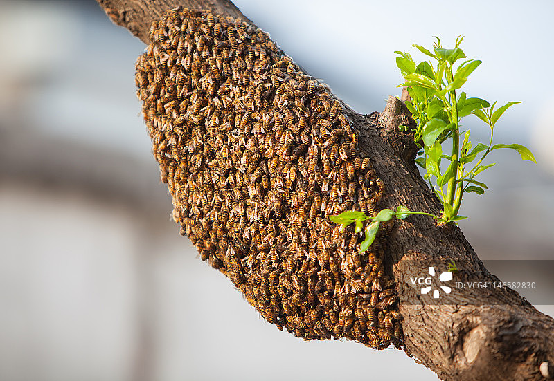 蜂王建造新家图片素材