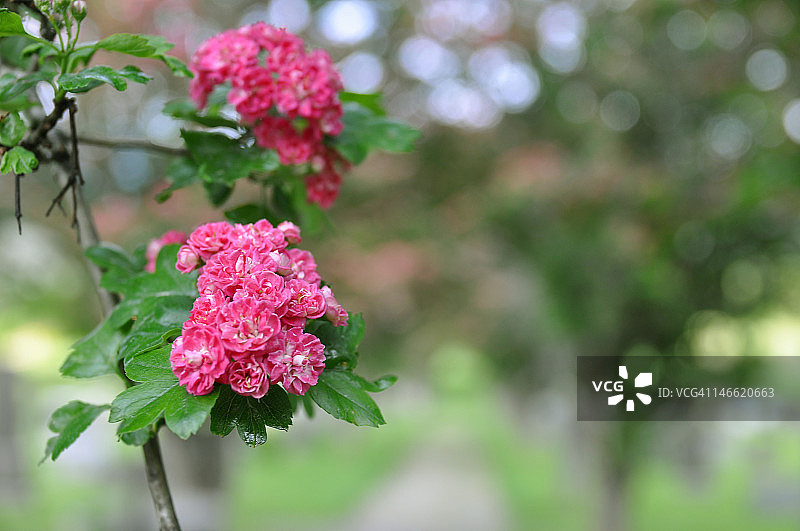 玫瑰山楂（Crataegus laevigata）图片素材