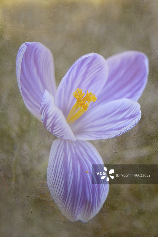紫色条纹番红花图片素材