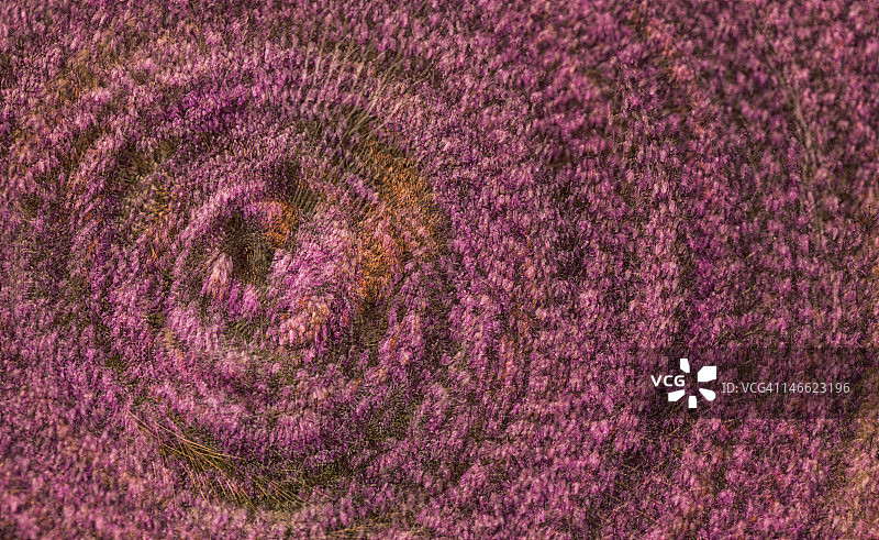 粉色石楠花的多重曝光图片素材