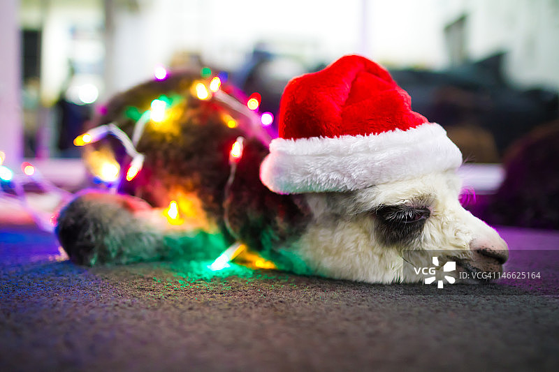 昏昏欲睡的幼年羊驼图片素材