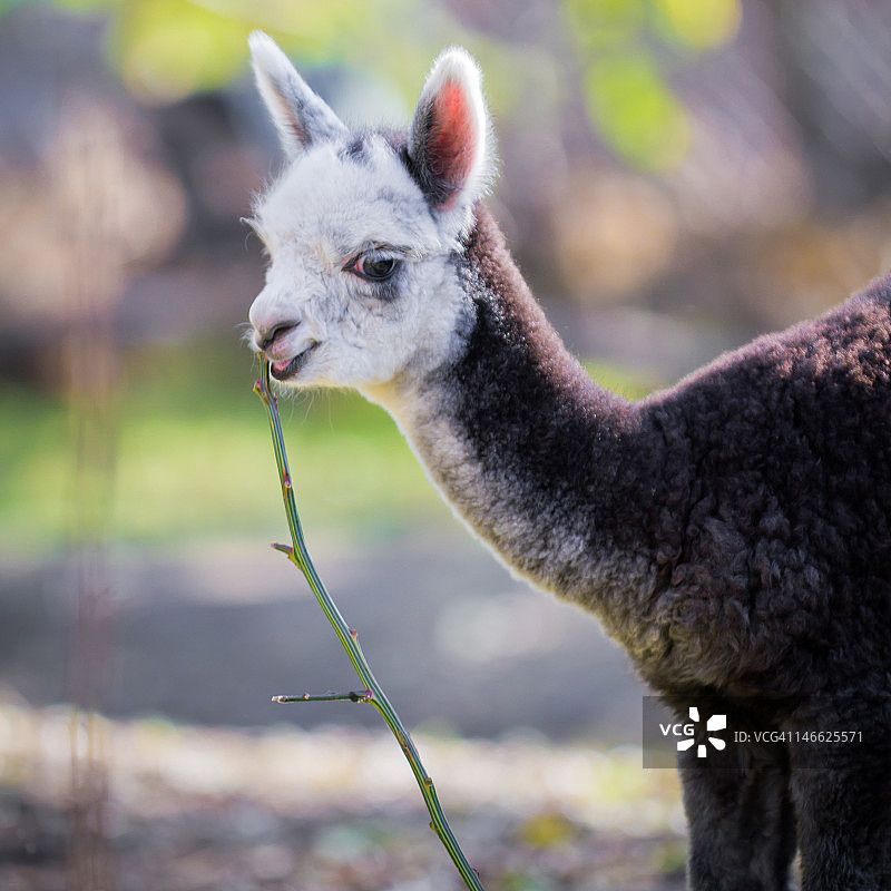 幼年羊驼图片素材