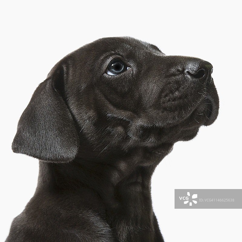 听话的大丹犬幼犬侧面照图片素材