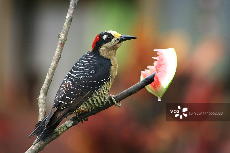 啄木鸟图片素材