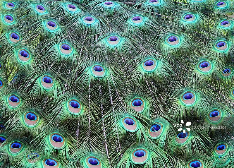 孔雀羽毛图片素材