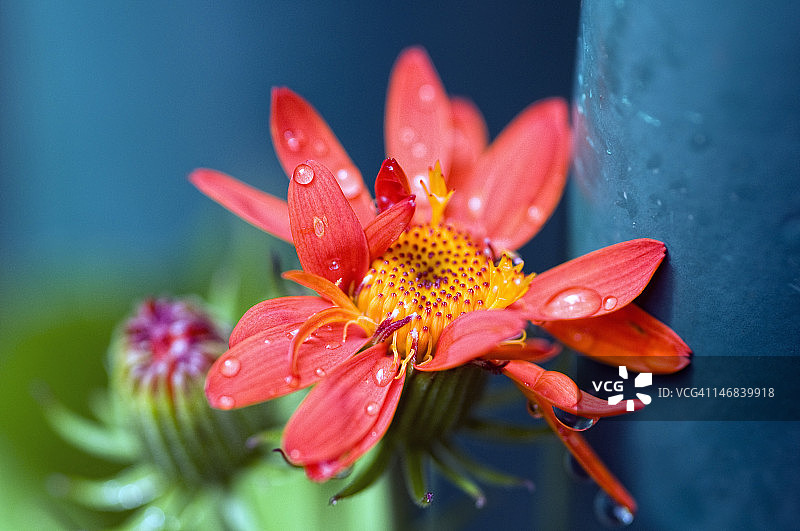 带雨滴的花朵图片素材